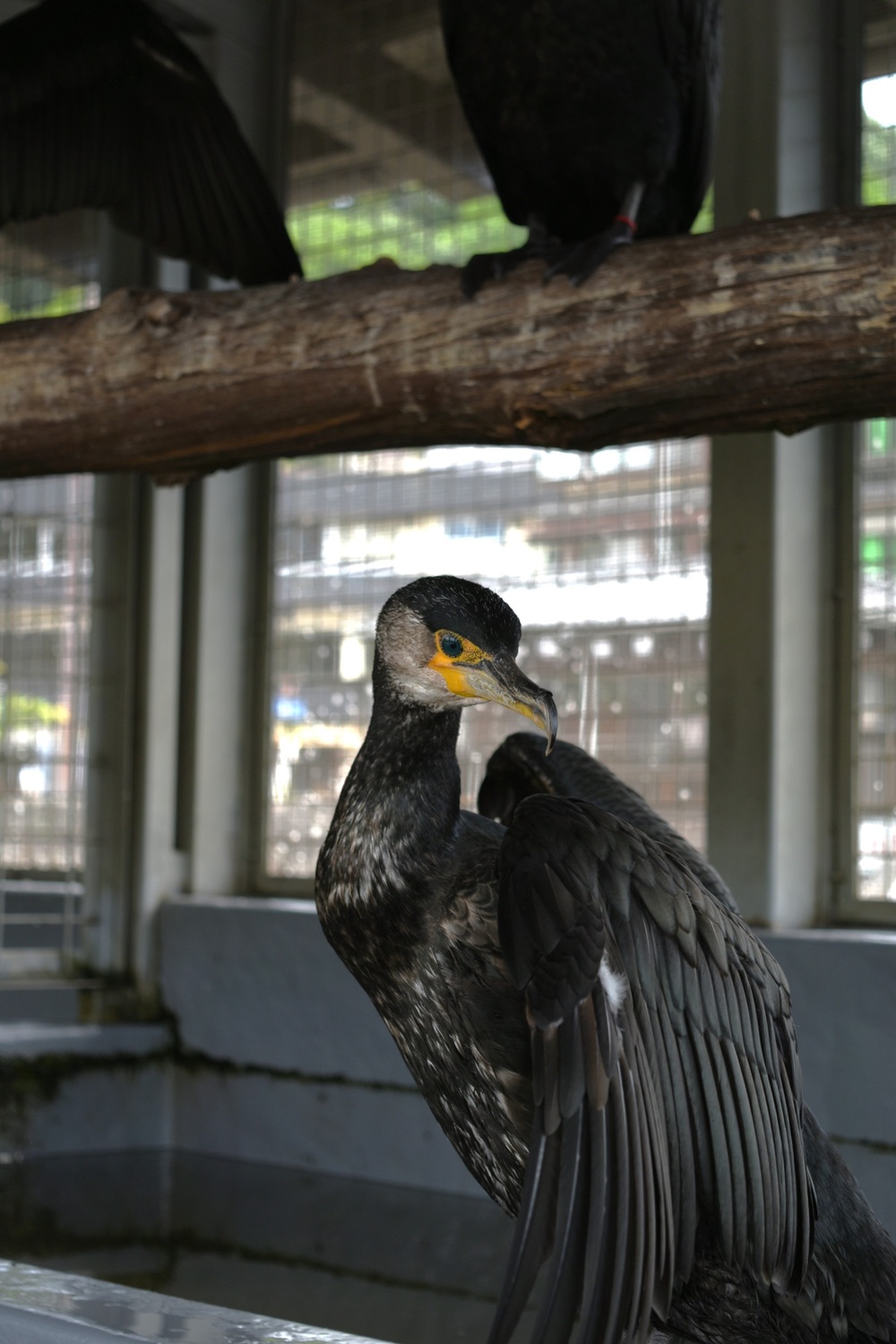 鵜の佇まい