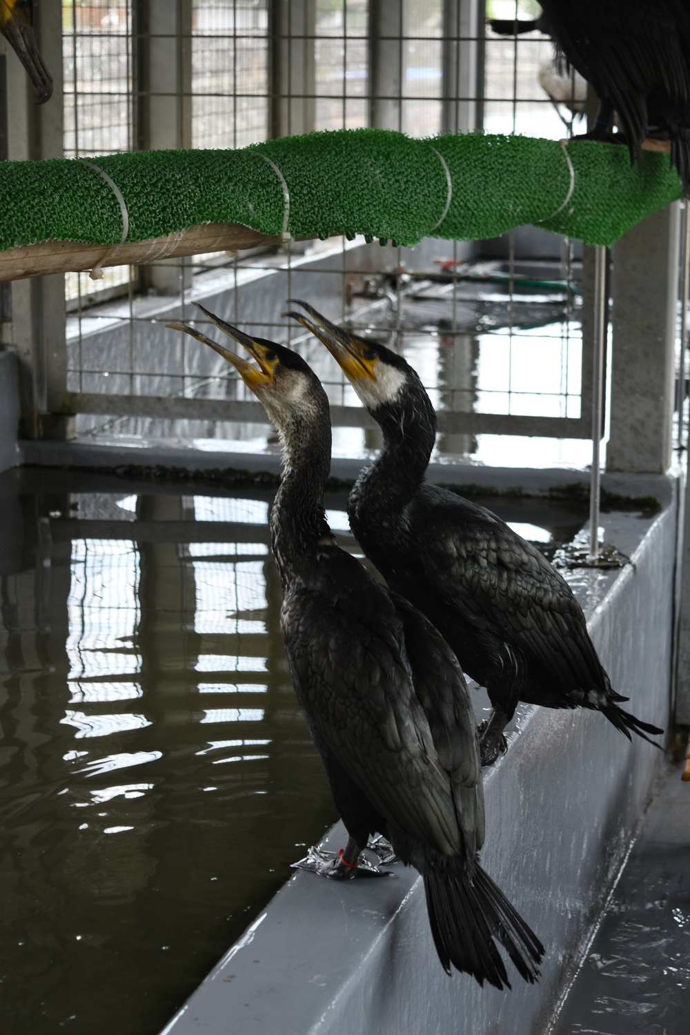 ２種類の鵜